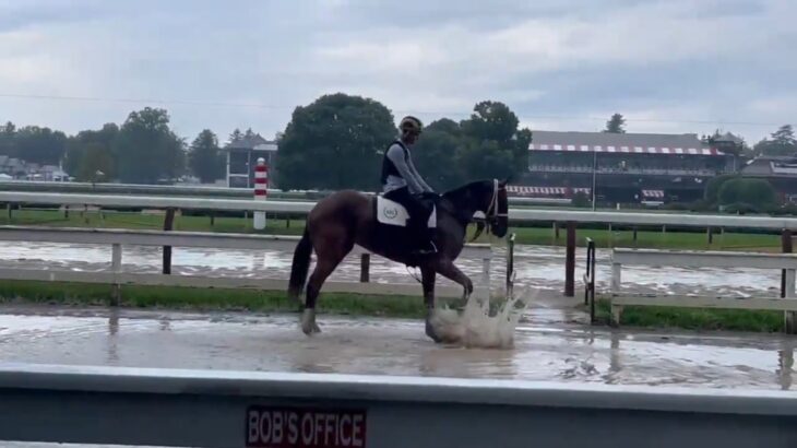 【競馬】水たまりをバシャバシャするお馬さん　楽しそう